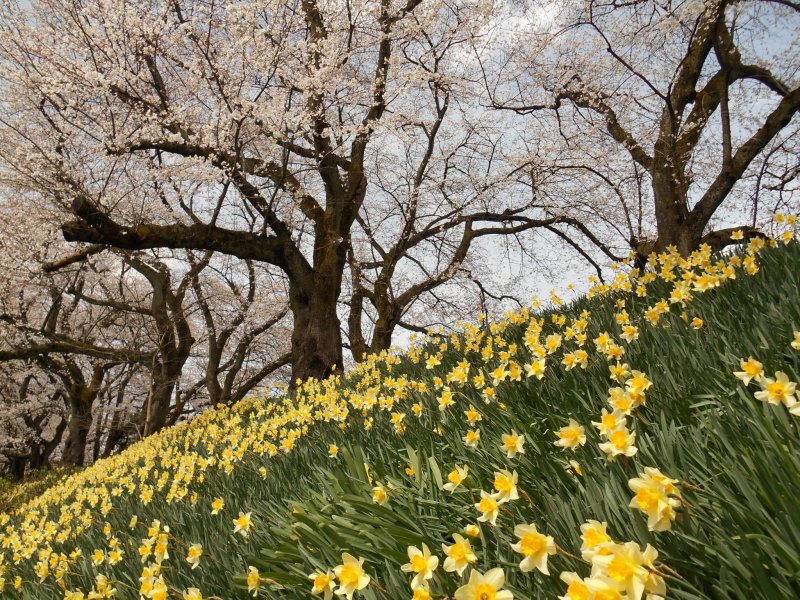 <p>Cherry trees and yellow daffodils on the bank</p>