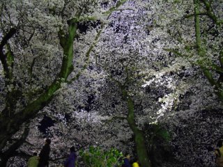 Lit-up cherry blossoms on Asuwa riverbank. Beautiful! &nbsp;