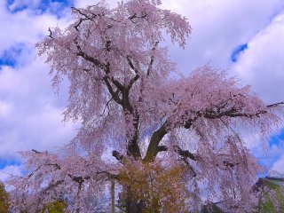 Gorgeous weeping cherry: The most popular cherry trees in Kyoto!