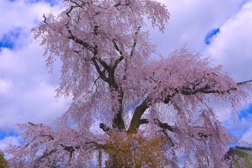 Великолепная плакучая вишня: самая известная из всех вишен в Киото!