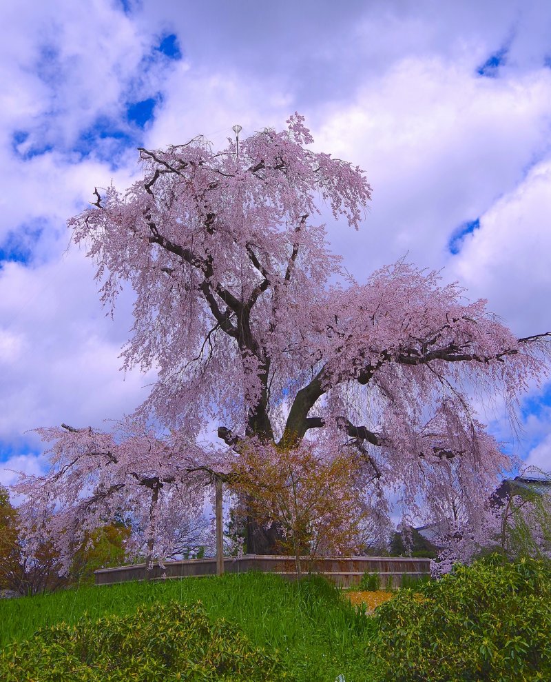 <p>Gorgeous weeping cherry: The most popular cherry trees in Kyoto!</p>