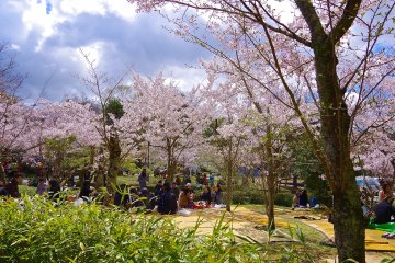 <p>Cherry blossoms in early April</p>