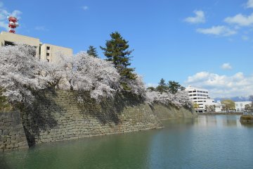 <p>Cherry blossoms and the castle moat</p>