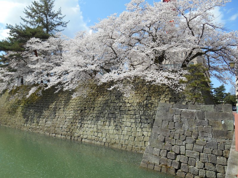 <p>Beautiful cherry blossoms on top of the stone wall</p>