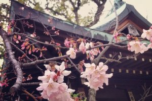 Cherry blossoms at Bekku Oyamazumi Shrine in Imabari