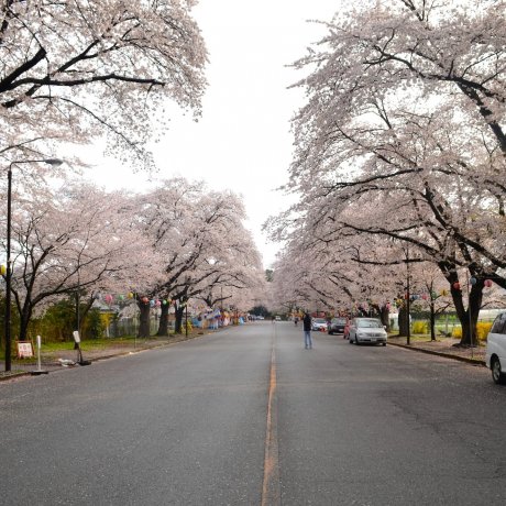 Cantik! Lihat Sakura Ini