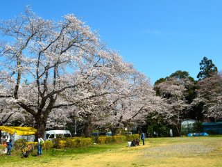 At Kobayashi Sakura Matsuri