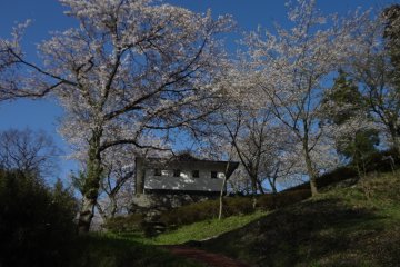 A beautiful blue sky contrasted with pink cherry blossoms.