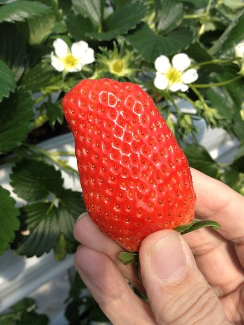 Huge, juicy strawberries at Tado Green Farm