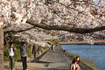 Full bloom at the Uji River