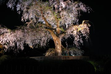 The famous weeping cherry tree in Maruyama Koen.