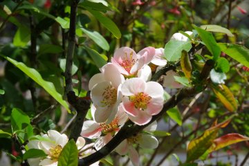 <p>Flowering quince</p>