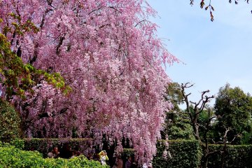 <p>Weeping cherry tree beside Ying &amp; Yang Gardens</p>