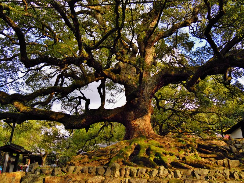 <p>Старое дерево охраняет вход в храм</p>