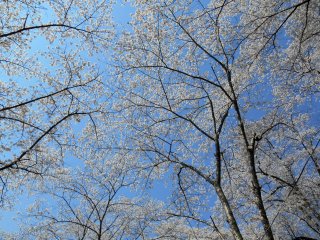 Langit biru dan pohon sakura putih!
