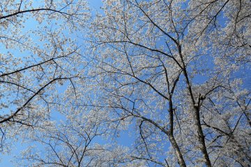<p>Blue sky and white cherry trees!</p>