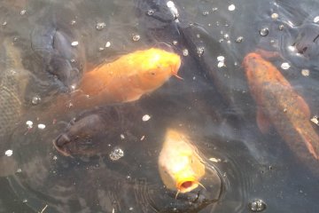 <p>Hungry carp. Watch your fingers!</p>