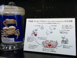 A display detailing how this parasite latches, feeds, and harms its crab host.