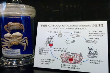 A display detailing how this parasite latches, feeds, and harms its crab host.