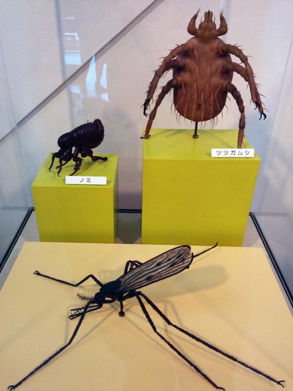 Plus-sized models of some common parasites.