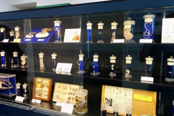 A display case of various specimens.&nbsp;