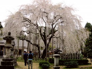 Một cây anh đào cành rủ 370 tuổi trên sân đền Asuwa