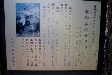 <p>Sign explaining this old Sakura of Onaga-tani (Onaga Valley). It reads that the tree is of the Edohigashi type, with its age unknown! Although the top of the tree along with boughs are terribly damaged, with its amazing resilience it still blooms every spring.</p>