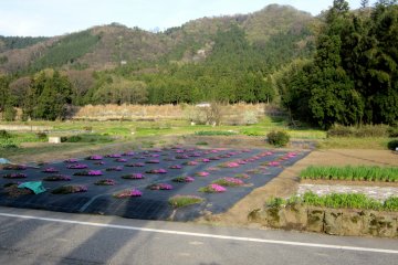 오나가타니 벚꽃은 외딴 시골의 한 구석에 고즈넉하게 서 있다
