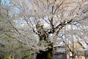  오나가타니의 벚꽃 한 폭 더