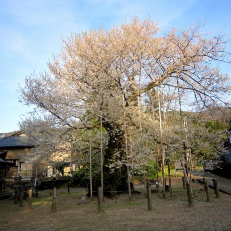 후쿠이, 오나가타니(女形谷)의 벚꽃