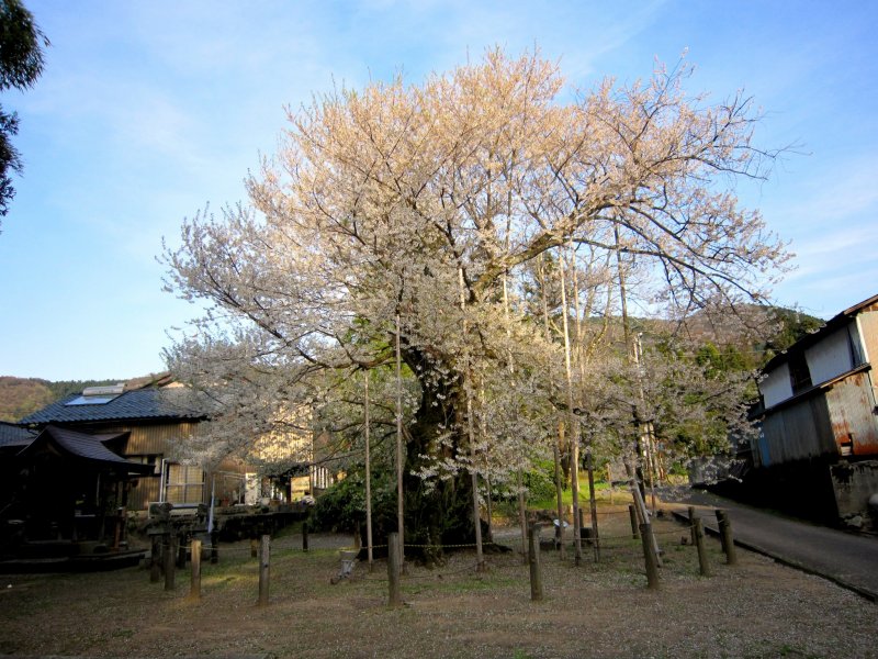 <p>Sakura of Onaga-tani (Onaga Valley) reigns under the blue sky</p>