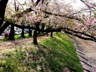 Sakura hampir selesai pada bulan Mei ketika Golden Week dimulai