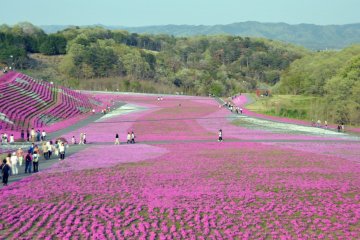 <p>The flower carpet covers a sloping hill. This is the view from a small observation platform at the top.</p>