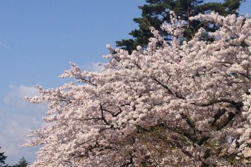 <p>See cherry blossoms and snow capped mountains at Tazawako in the first week of May.</p>
