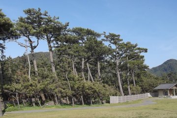 <p>Especially at the edge of the park, the trees have been bent back by the wind off the bay</p>