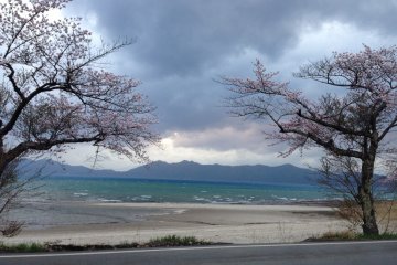 <p>Cherry blossoms frame a beautiful sapphire blue lake with sandy beaches</p>
