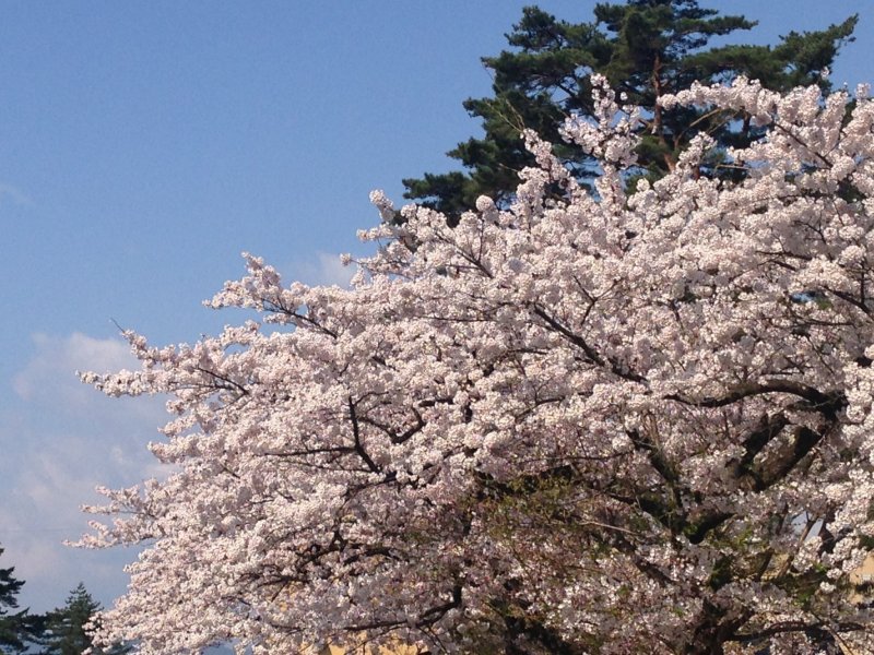 <p>Stunning Cherry blossoms dot this lake</p>