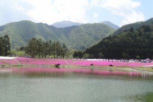 Một thế giới màu hồng ở Fujigoko