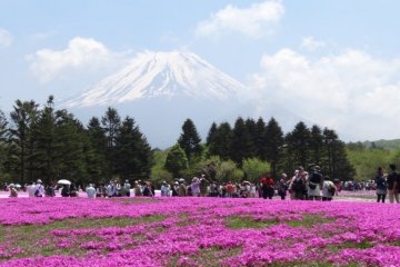 Розовый мир в Фудзигоко