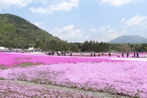 Một thế giới màu hồng ở Fujigoko