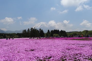 <p>ภูเขาฟูจิสัญาลักษณ์ของญี่ปุ่น กับทุ่งดอกชิบะซะกุระหรือดอก phlox</p>