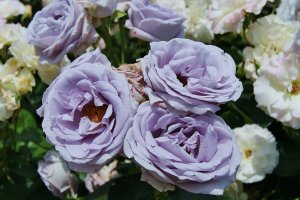 Hoa hồng xanh Bayou