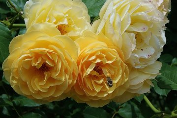 <p>Bees, perhaps even happier than photographers in the spectacular rose garden</p>