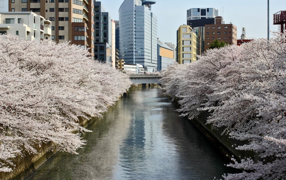 Pohon sakura ini bermekaran pada kedua sisi sungai, membuat sekeliling bewarna.