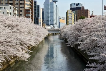 Cherry Blossoms Adorn Meguro River