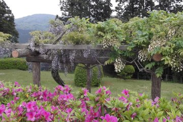 <p>Frames support wisteria trees that attract noisily buzzing bees</p>