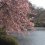Cherry Trees at Shinjuku Gyoen National Garden