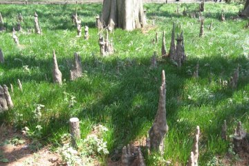 Bald cypress roots