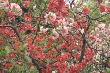 Multi-coloured blossoms