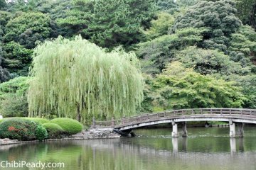 Bridge and willow